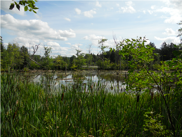 Screen Shot 2021-04-25 at 6.24.37 PM