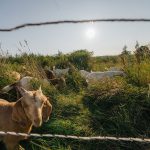 Preparing for the future of farming